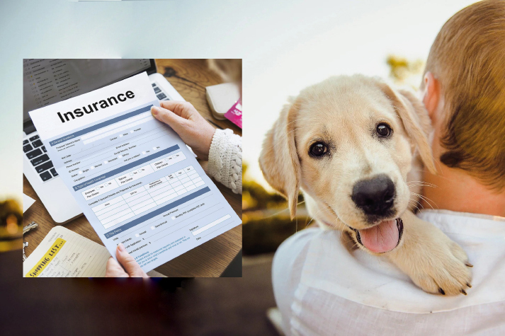 2025 Guide to Pet Insurance: Is It Right for You?